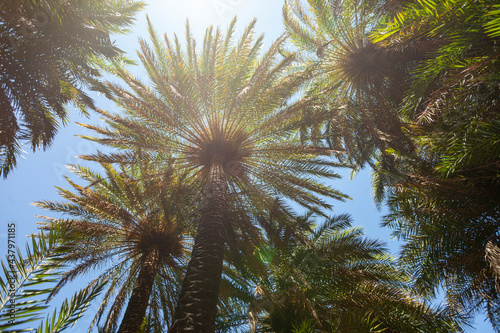 Fototapeta Naklejka Na Ścianę i Meble -  Branches of palm trees at tropical coast in Preveli beach on Crete island.
