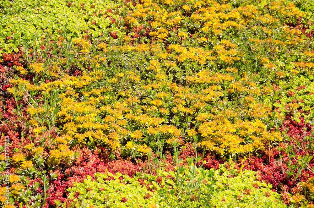 Detail of a vegetated roof with yellow sedum plants surrounded by red and green