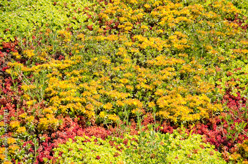 Detail of a vegetated roof with yellow sedum plants surrounded by red and green photo