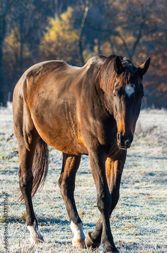 a large brown horse walks on a frozen meadow 