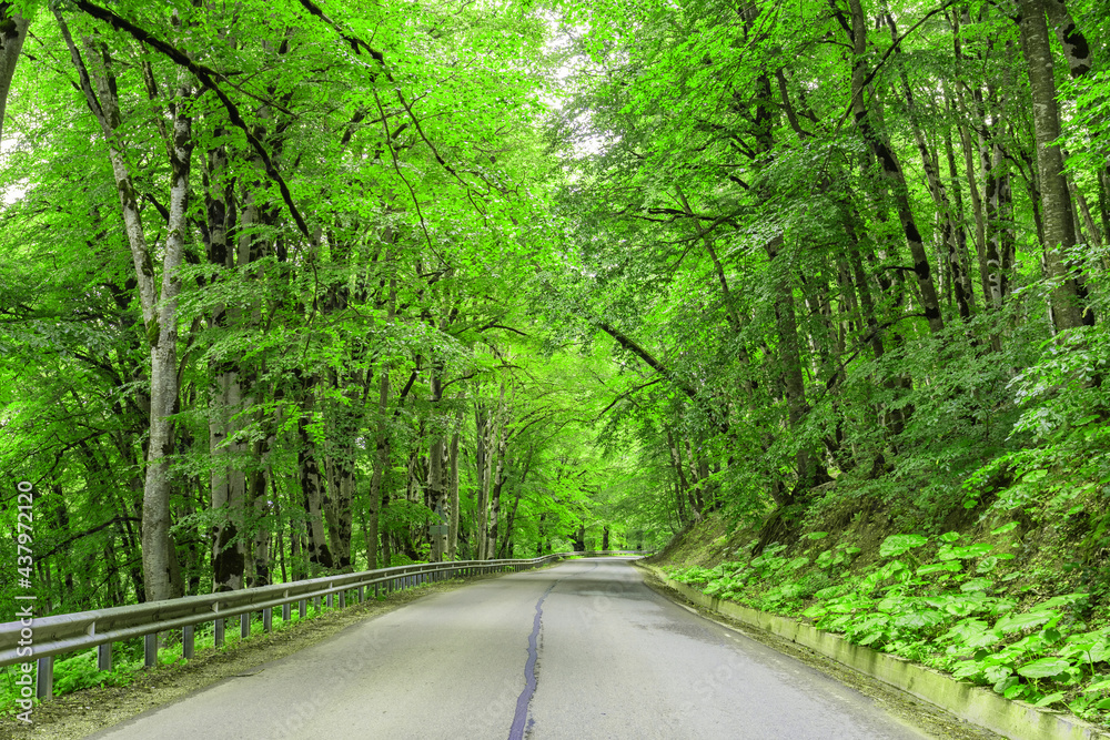 Sabaduri forest in summer, a beautiful place in the north of Tbilisi Sabaduri forest in summer, a beautiful place in the north of Tbilisi