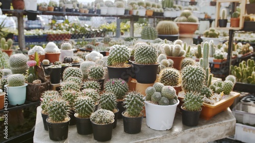 Beautiful variety of different shapes and size of cactus plants in flower pots for indoor decoration, at Cactus nursery. photo