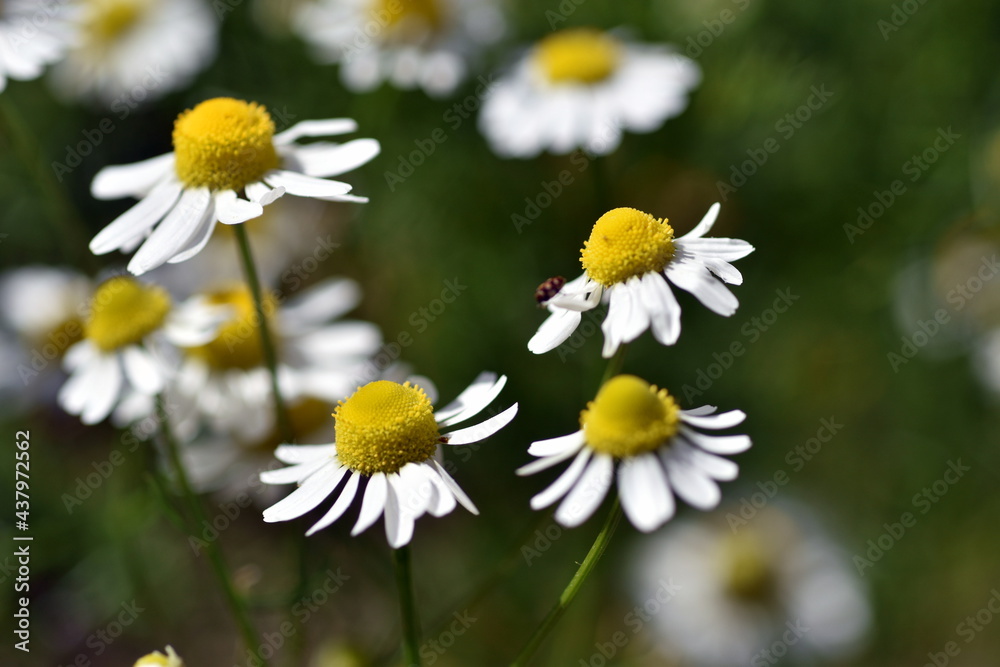 Fototapeta premium Echte Kamillenblüten im Frühling