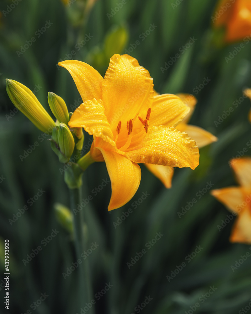Yellow daylily flower. Hemerocallis in garden Yellow daylily flower. Hemerocallis in garden