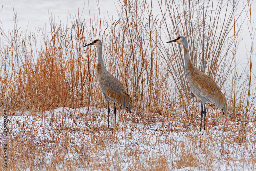 Fototapeta premium A Pair of Sandhill Cranes in the snow and grasses