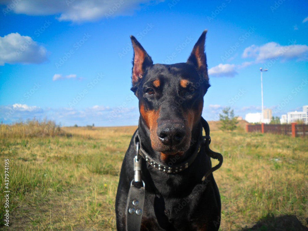 portrait of a black dog doberman