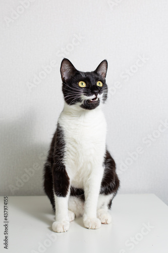 Full-length portrait of a sitting funny black and white cat on a light background. A surprised black cat with a white mustache and paws looks up, opens his mouth, smiles. A pet with a unique color.