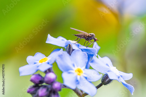 Vergissmeinnicht mit Tanzfliege im Frühling	2
 photo