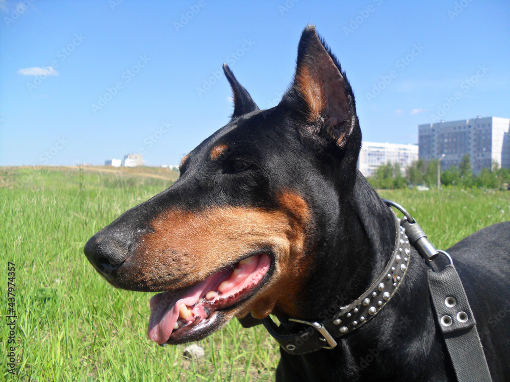 portrait of a black dog doberman