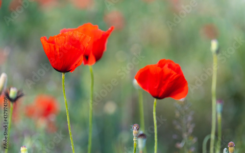 Close-up of poppy flower in the field at sunset.