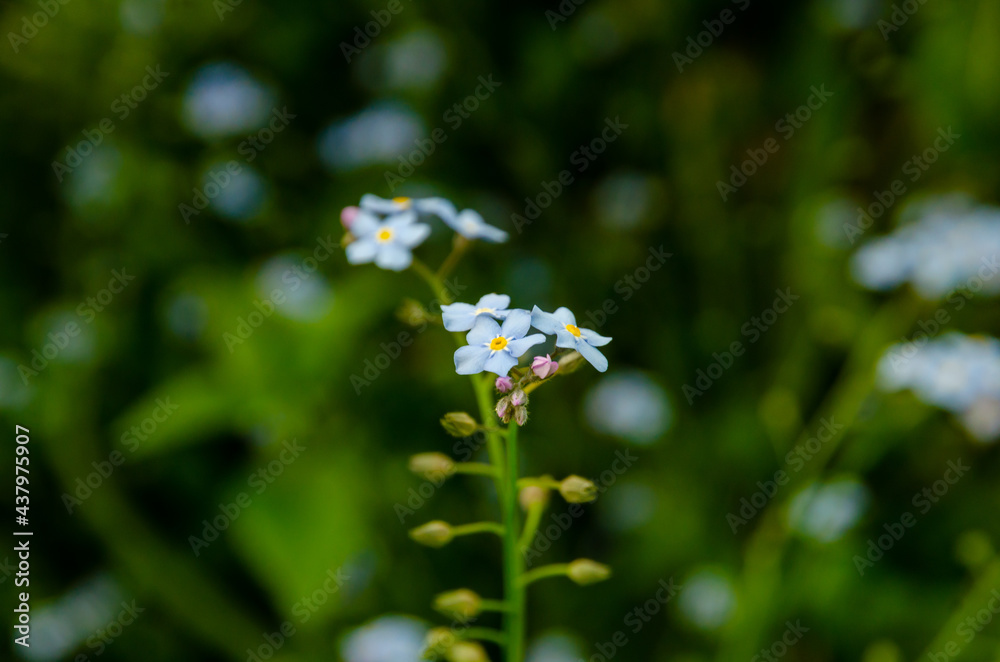 Purple forget me not flower Purple forget me not flower