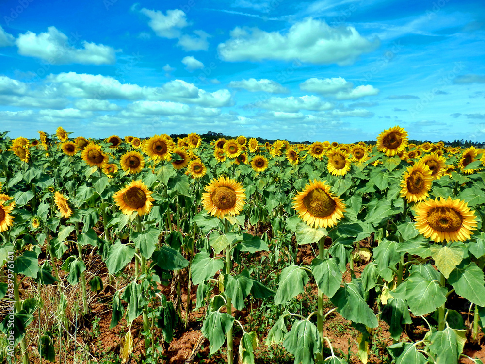 Obraz premium Close up of a field of Sunflowers in the Dordogne countryside in France 