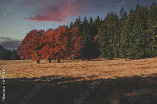 Autumn landscape with pine and oak trees , beautiful autumn colours