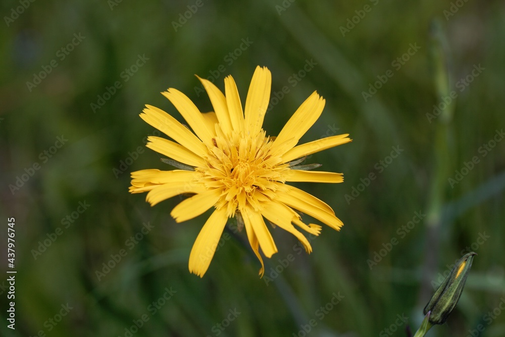 Flower of a meadow goat beard, Tragopogon pratensis Flower of a meadow goat beard, Tragopogon pratensis