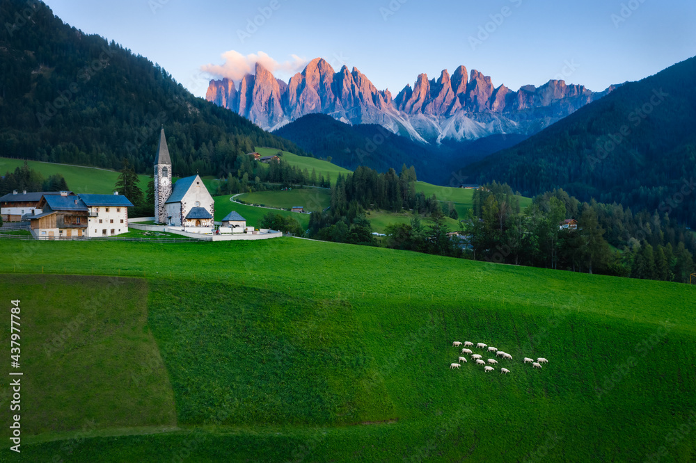 Group of white sheep on a meadow in front of Santa Maddalena church. Val di Funes, Val di Funes. Dolomites, Trentino Alto Adige, Italy, Europe.