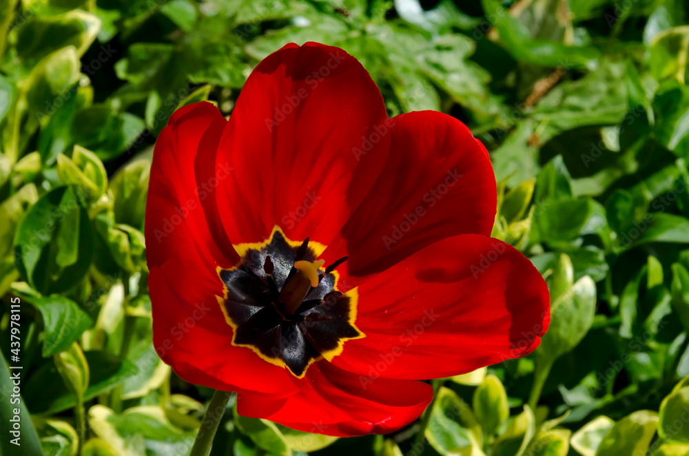 Macro shot of a red tulip interior, Sofia, Bulgaria Macro shot of a red tulip interior, Sofia, Bulgaria