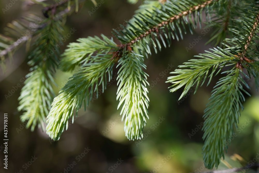 Needles of a White Spruce, Picea glauca.