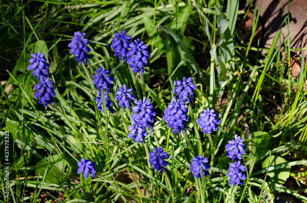 Blue muscari flowers in bloom in the garden, Sofia, Bulgaria Blue muscari flowers in bloom in the garden, Sofia, Bulgaria