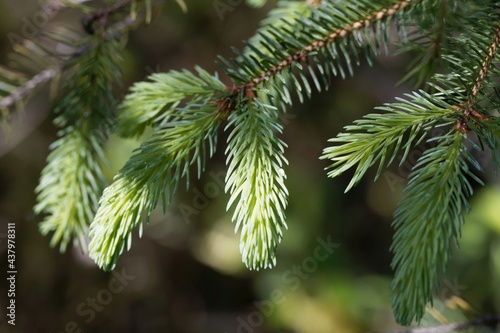 Needles of a White Spruce  Picea glauca.