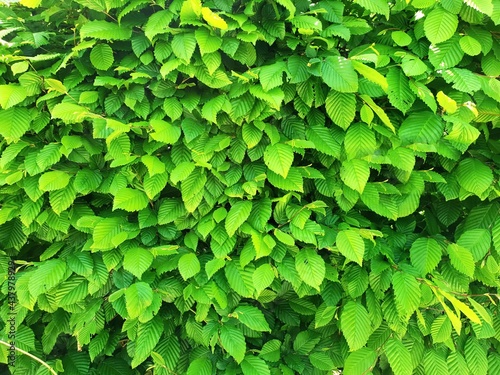 Full frame background with a natural fence of green leaves.