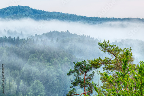 scenic view of a foggy valley in the woodlands
