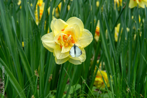 yellow daffodils on green grass