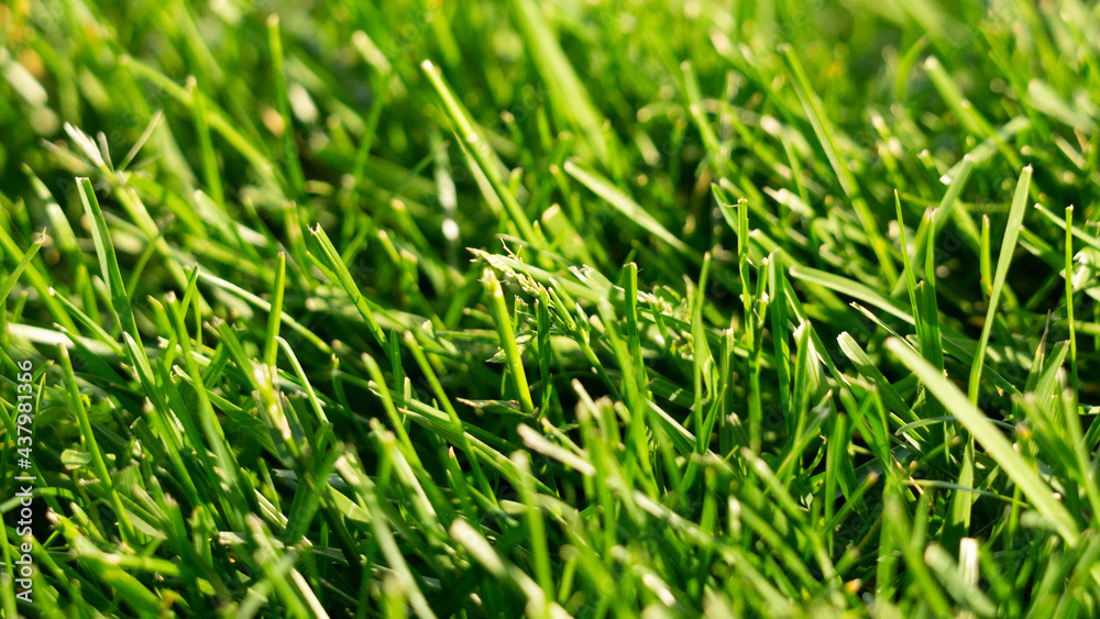 green grass background green grass background