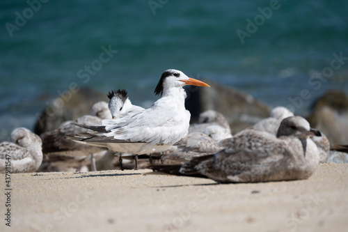 seagull on the beach © allec