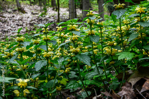 Flowering Yellow archangel plant or Lamium galeobdolon argentatum photo