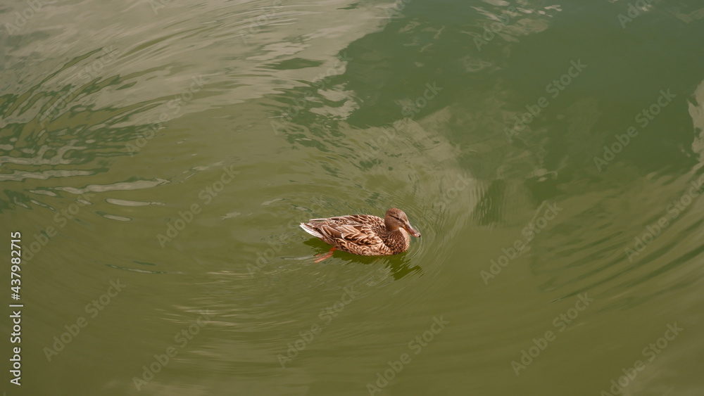 The duck swims in green water. The female duck in the center of the photo on a green background. Animals in the city park. Beautiful feathers, circles on the water. Minimalistic photo. The duck swims in green water. The female duck in the center of the photo on a green background. Animals in the city park. Beautiful feathers, circles on the water. Minimalistic photo.