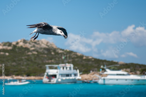Closeup of seagull flying over the sea of Sardinia, Italy