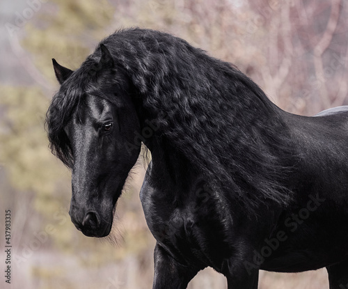 Friesian stallion with a long mane runs free