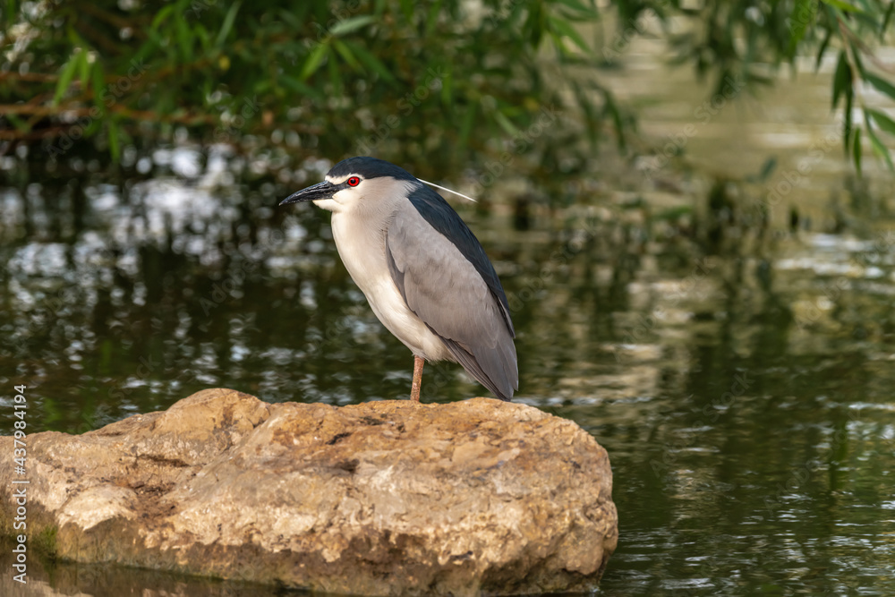 Black-crowned night heron ( Nycticorax ) in early spring morning on the lake in Ramat Gan park. Israel. Black-crowned night heron ( Nycticorax ) in early spring morning on the lake in Ramat Gan park. Israel.