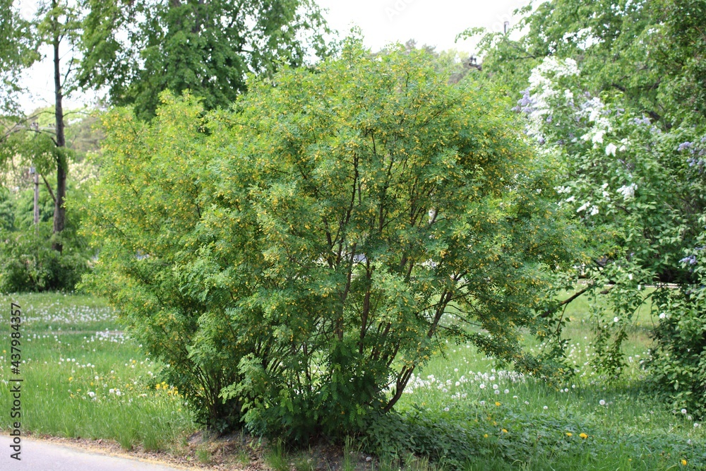 Obraz premium Large acacia bush begins to bloom in the spring with many yellow flowers