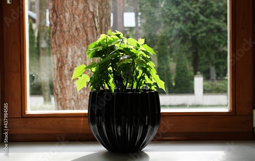 Black pot with young shoots of flowers on the windowsill and outside the window the background of a pine tree trunk photo