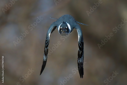 Photos belted kingfisher closeup flying at camera