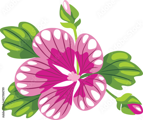 Blooming mallow isolated on white. Drawing without black outline