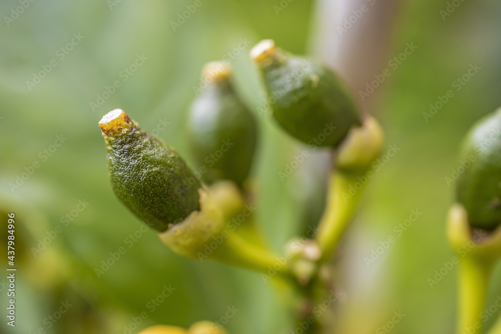 Macro Photo of Young Lemon Fruits on Branch Macro Photo of Young Lemon Fruits on Branch