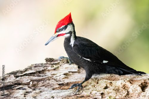 pileated woodpecker perched on branch with clean background