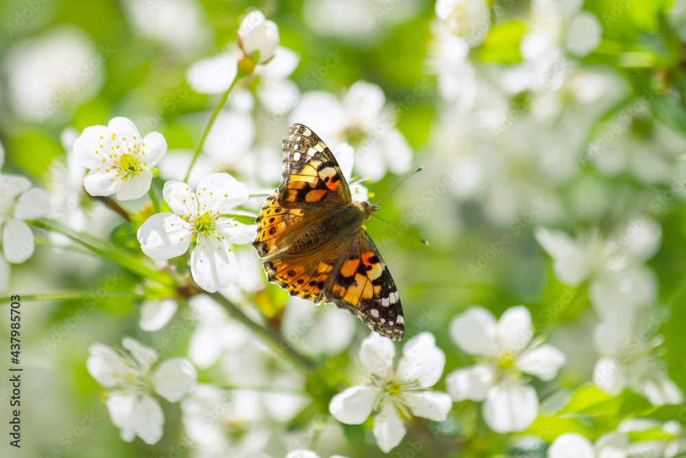 Awakening of nature. Beatiful colourful butterfly known as the painted lady on the white flowers in spring Awakening of nature. Beatiful colourful butterfly known as the painted lady on the white flowers in spring