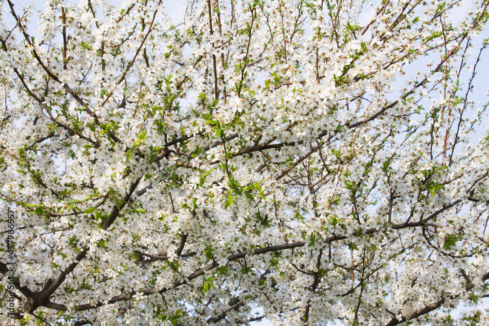 Apricot tree flower, seasonal floral nature background Apricot tree flower, seasonal floral nature background