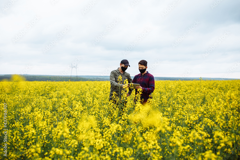 Blooming rapeseed field. Two farmers in masks in the middle of the field stand with a tablet. The agronomist points to the tablet. Checking rapeseed.