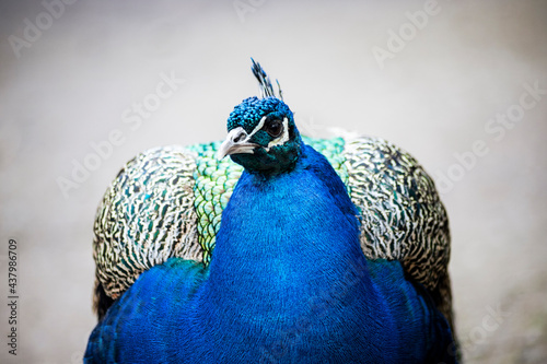 Prächtiger Pfau Close Up