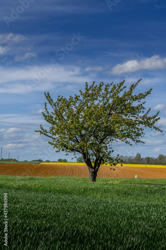 Paysage campagne 927 photo