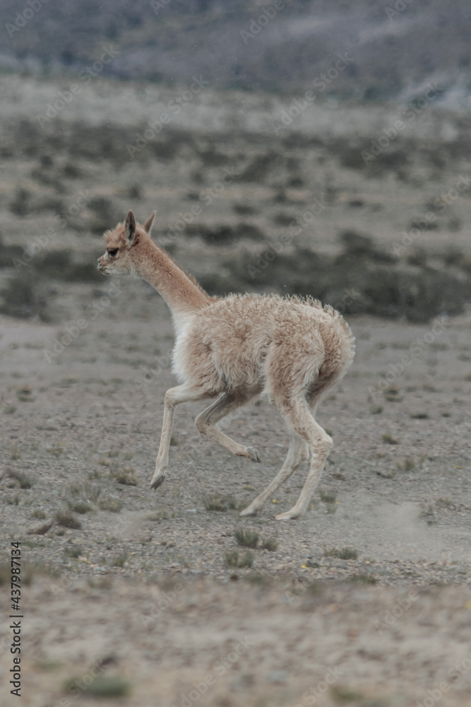Fototapeta premium Vicuñas in the Chimborazo wildlife reserve 
