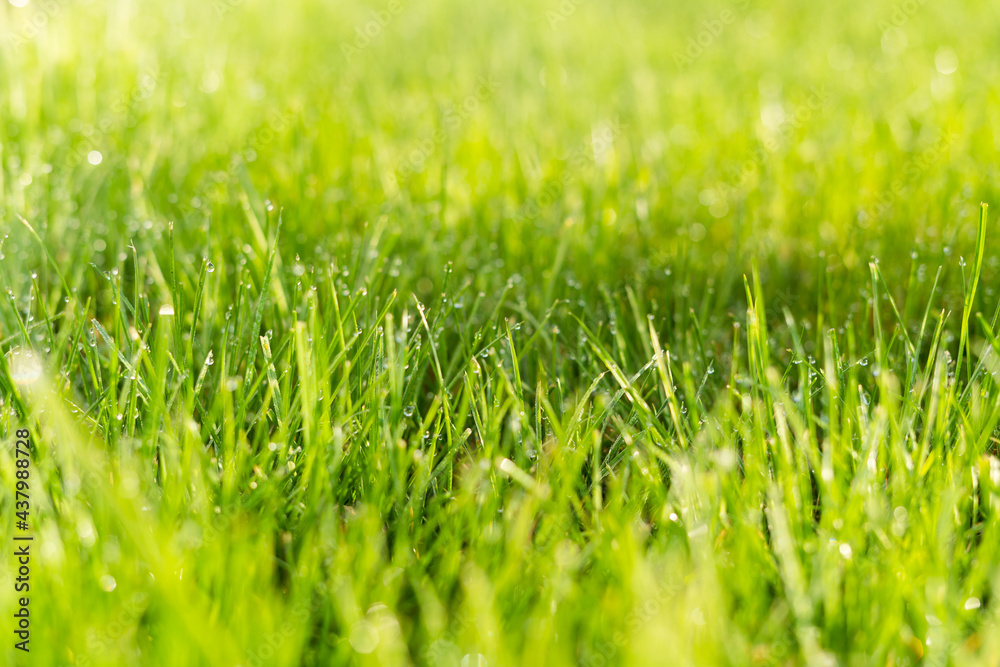 Morning dew on green grass close-up. Summer rain drops Morning dew on green grass close-up. Summer rain drops