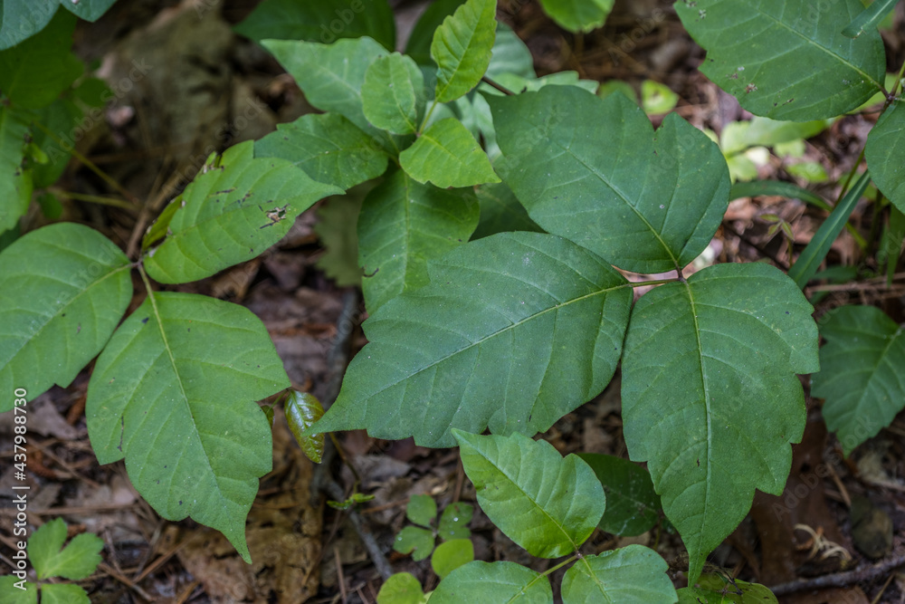 Poison ivy patch closeup Poison ivy patch closeup