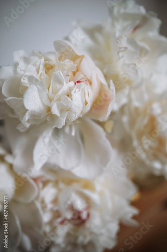 macro photo of white peonies flowers. white peony petals with small water droplets close-up.