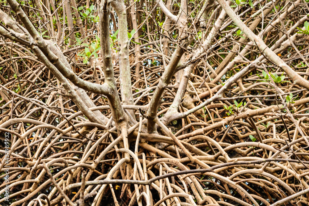 Mangrove Ocology, holding it together