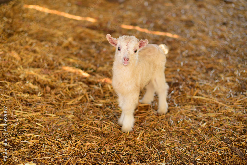 white small newborn baby goat on farm of countryside.Agriculture and farm content white small newborn baby goat on farm of countryside.Agriculture and farm content